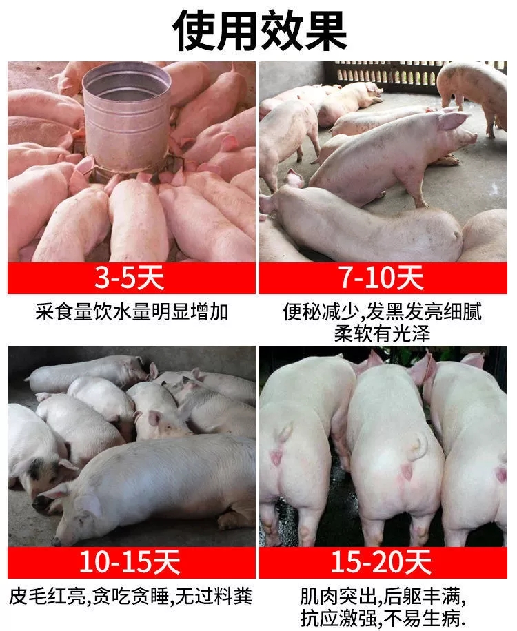 用了肥猪菜猪贪吃贪睡长肉快，无抗绿色产品！