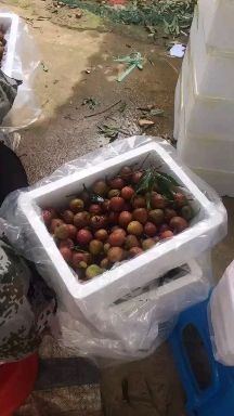 徐闻县三月红荔枝  三月红，荔枝合作社，电商一件代发，团购，市场批发，档口
