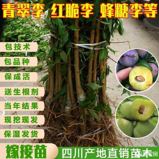 简阳市青脆李苗  青脆李子苗 李子苗  果树苗 嫁接李子苗