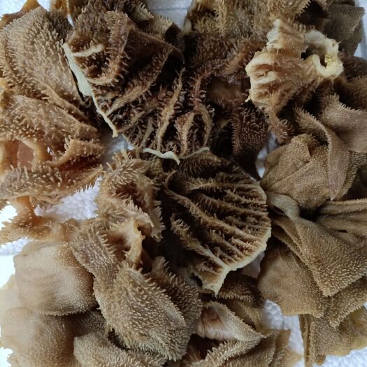 成都毛肚大边角厂家直销长期大量供应