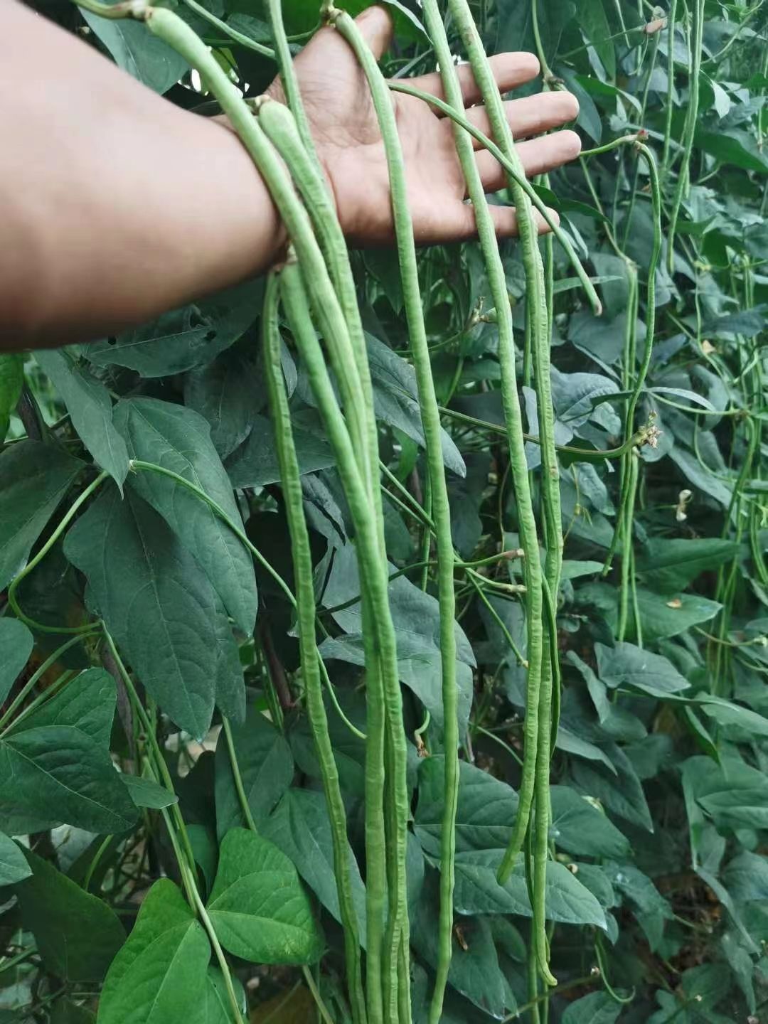 翠绿色豇豆种子长豆角种子肉厚耐高温多荚率高不易老化耐湿热露天