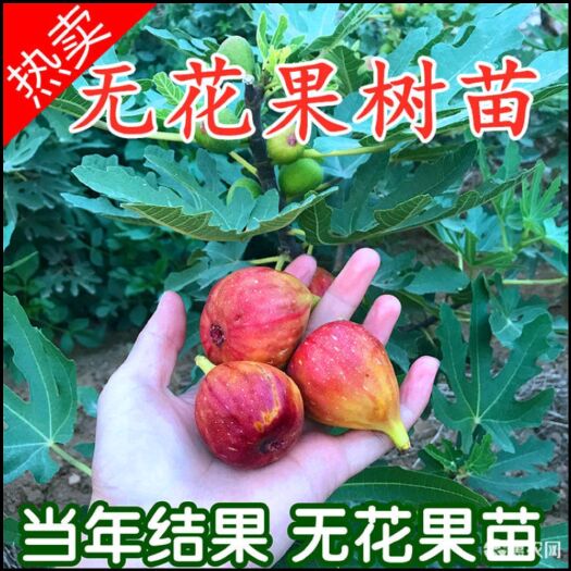 简阳市波姬红无花果苗  无花果树苗 果树苗 波姬红无花果树苗