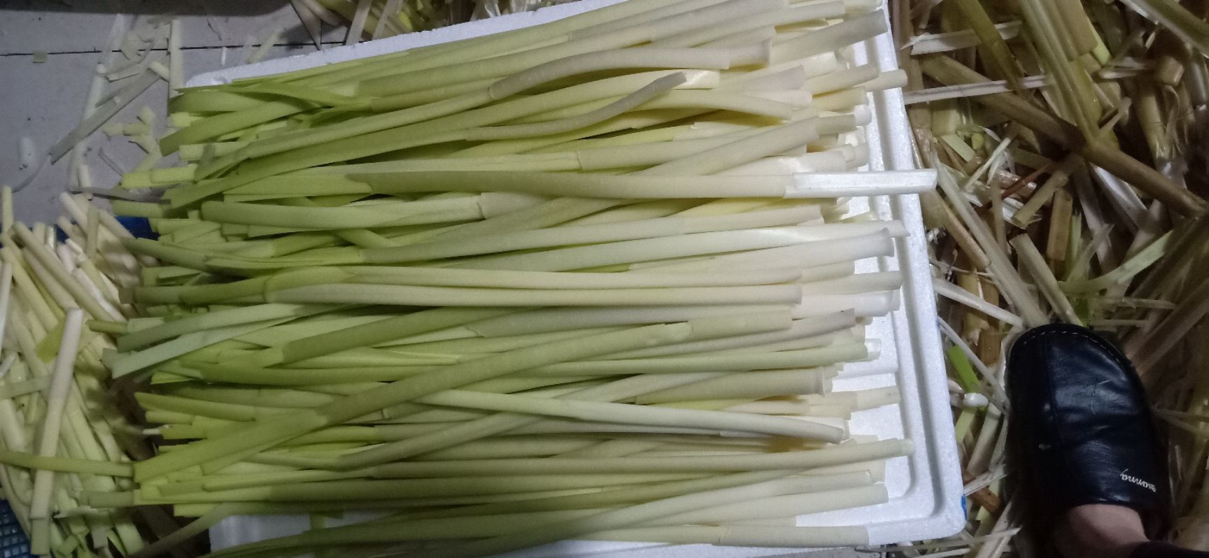 蒲菜 微湖野生浦菜