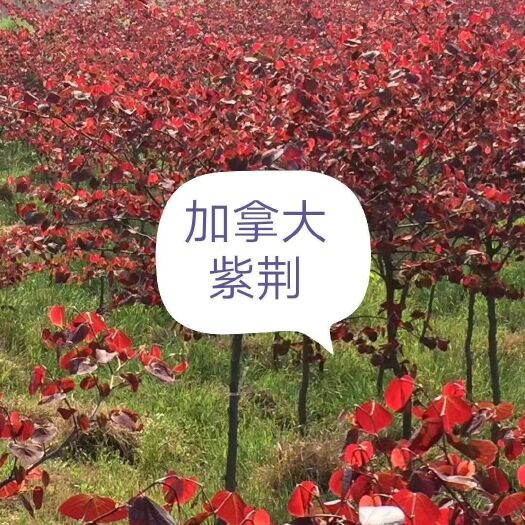 全椒县紫叶加拿大紫荆又称加拿大红叶紫荆（新品高档彩叶苗木）