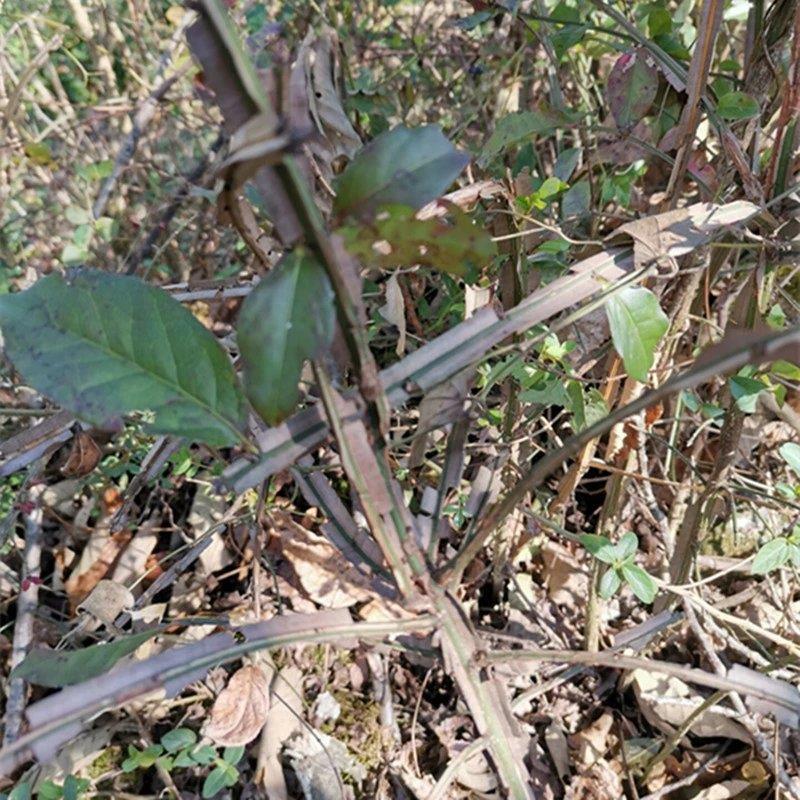 1000棵起卫矛鬼箭羽庭院阳台观叶植物园林绿化工程苗鬼见愁树