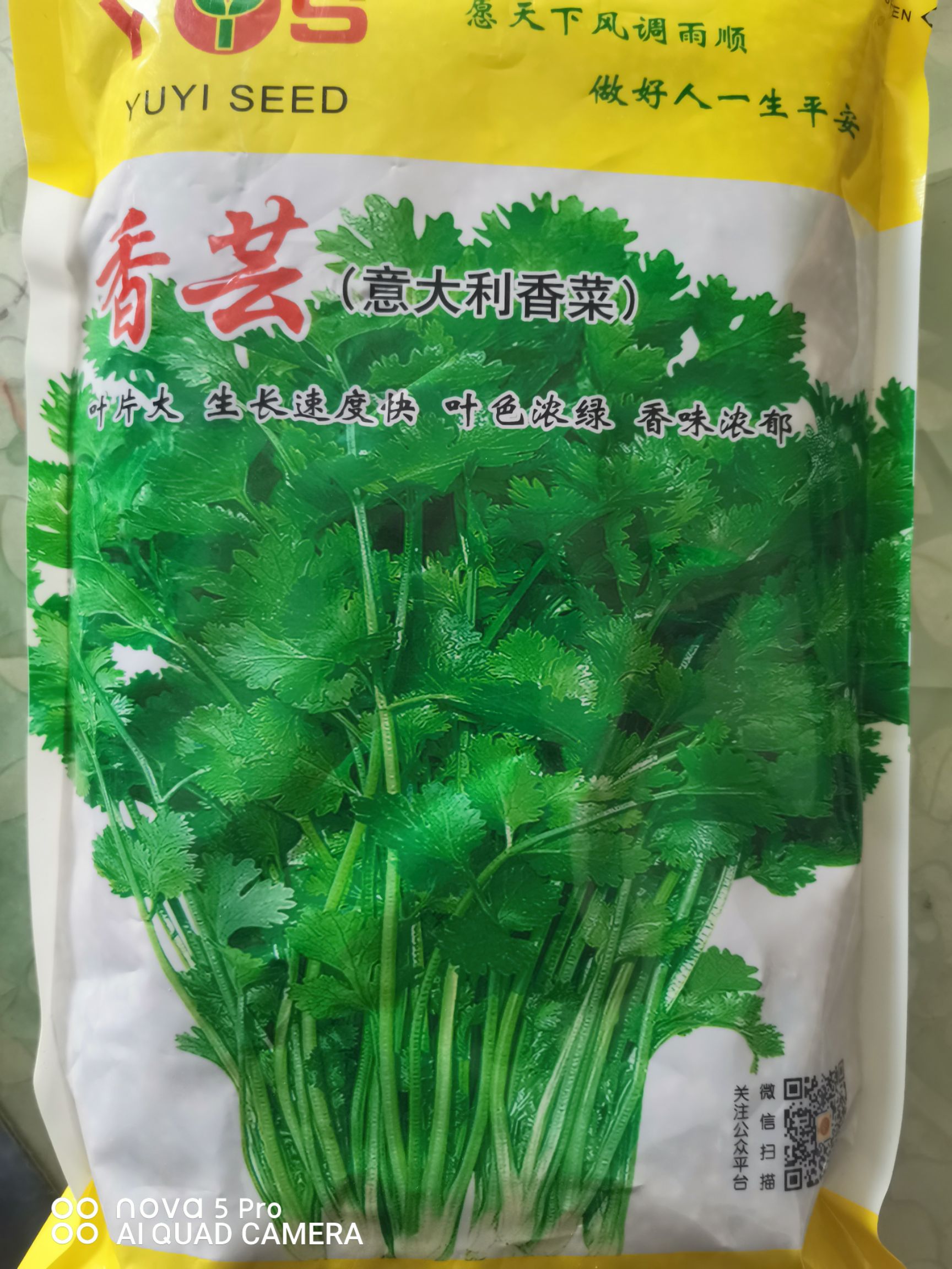 香菜种子  香芸香菜，意大利铁杆香菜，抗热耐寒，春夏秋可种