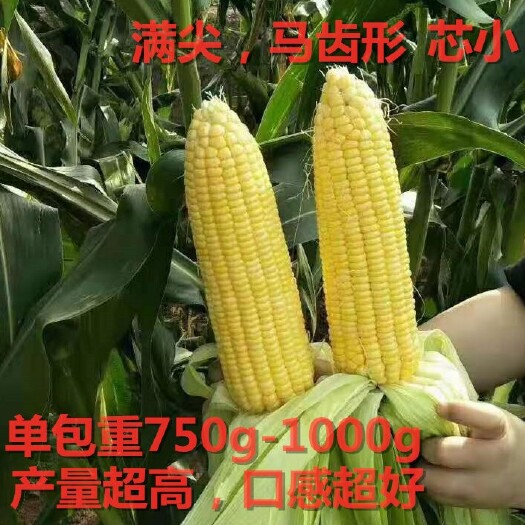 绵阳喜迎门  泰系飞机叶水果玉米种子大棒口感形甜玉米种子穗大皮薄
