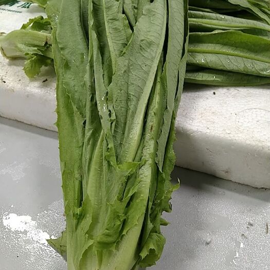 凯里市 油麦菜已经上市