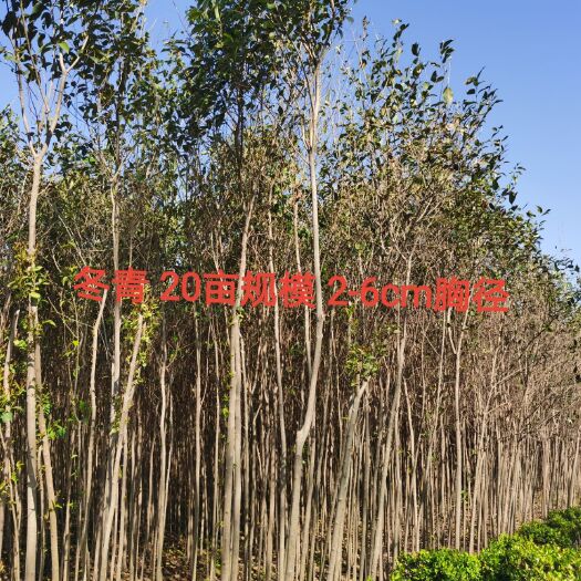 丰县 冬青卫矛一共80多亩规模  先要清地处理  急找买家