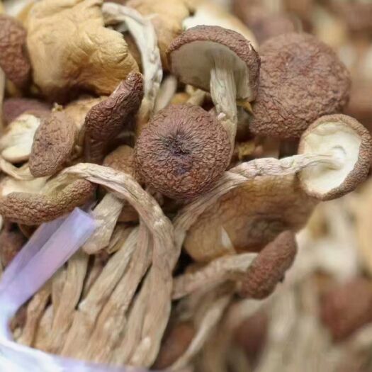 广州江西茶树菇