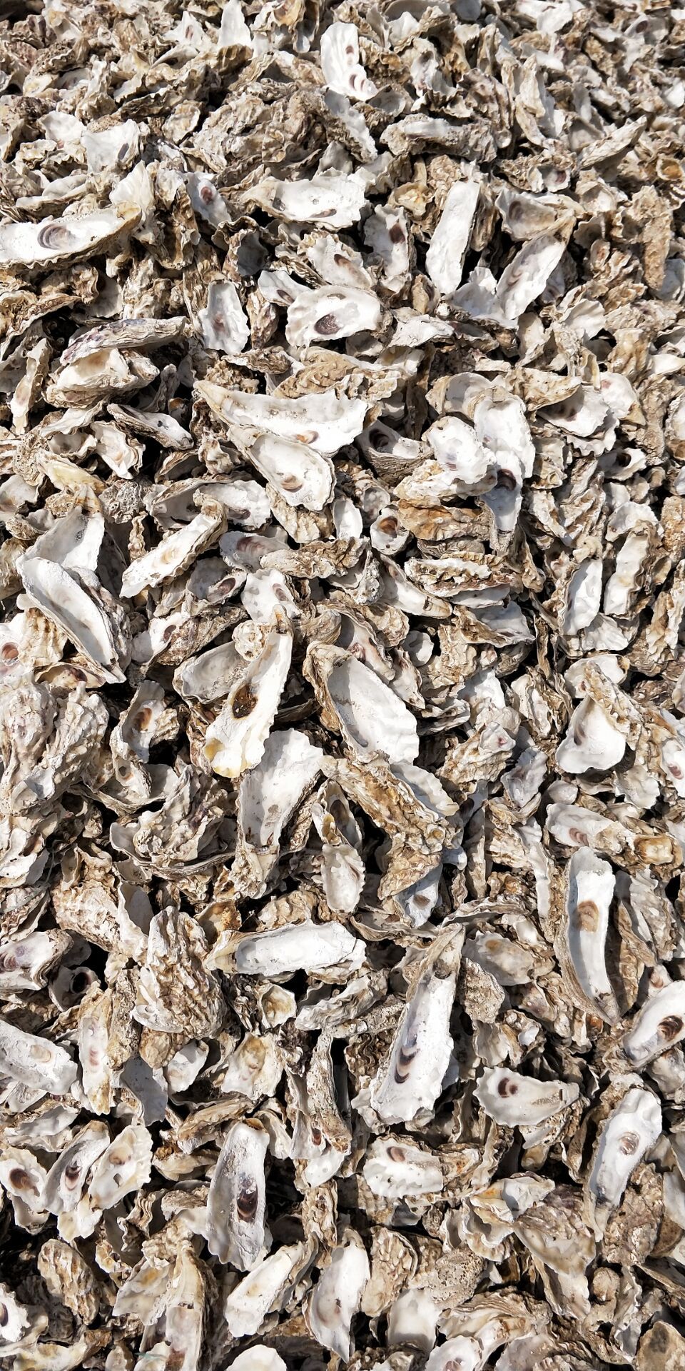 贝壳粉  水洗牡蛎壳 生蚝壳