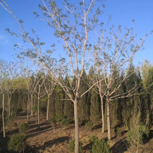 黄柏种苗 供应 黄菠萝树 东北黄柏小苗 市场前景好 实地看苗