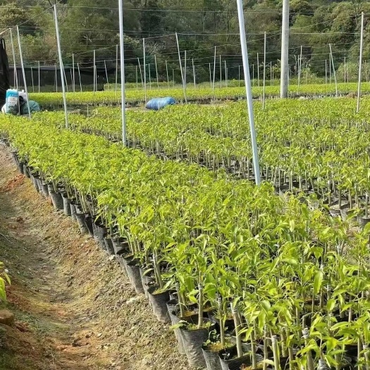 奇楠沉香树  优质奇楠树