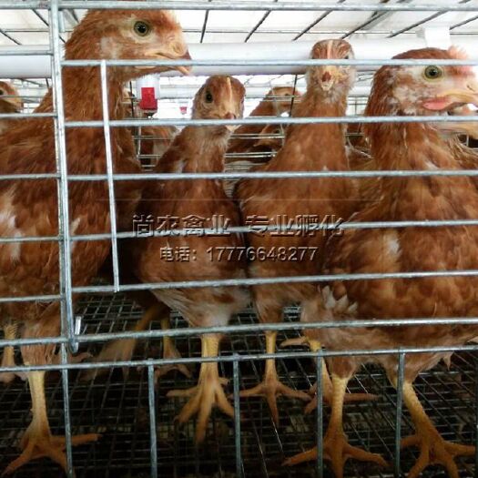 南宁海兰褐海兰灰罗曼粉半大青多蛋鸡，年产蛋280枚到320枚。