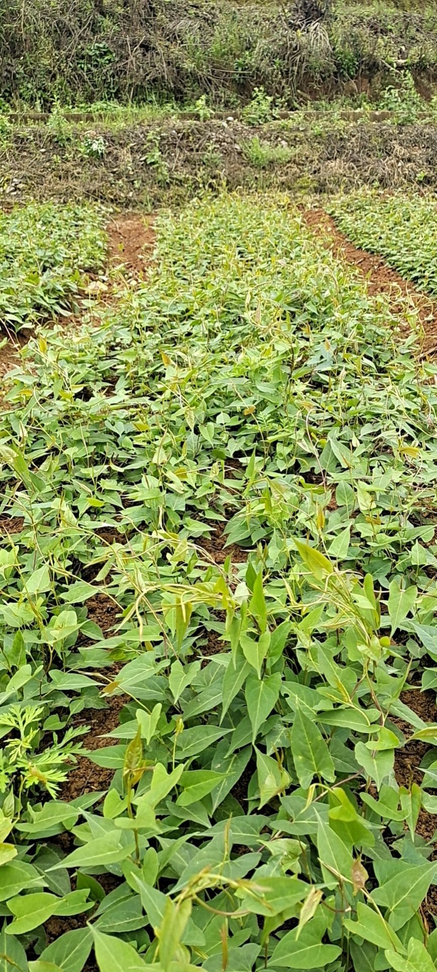 何首乌种子  优质何首乌种苗批发，零售