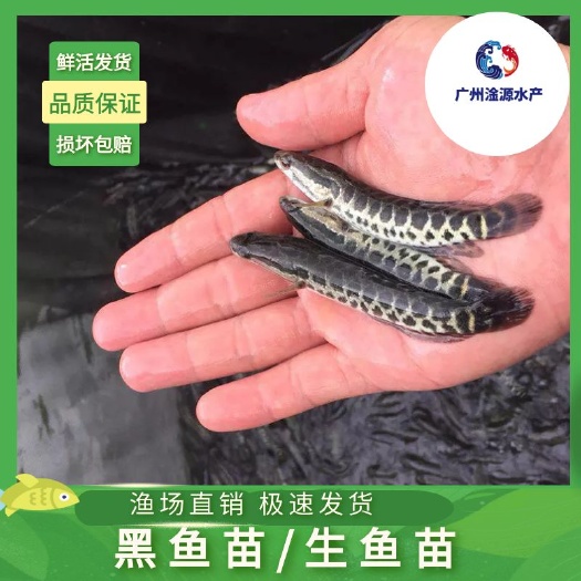 广州乌鳢苗  黑鱼苗