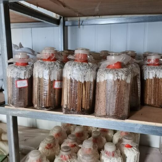 平菇菌种  平菇栽培种预订