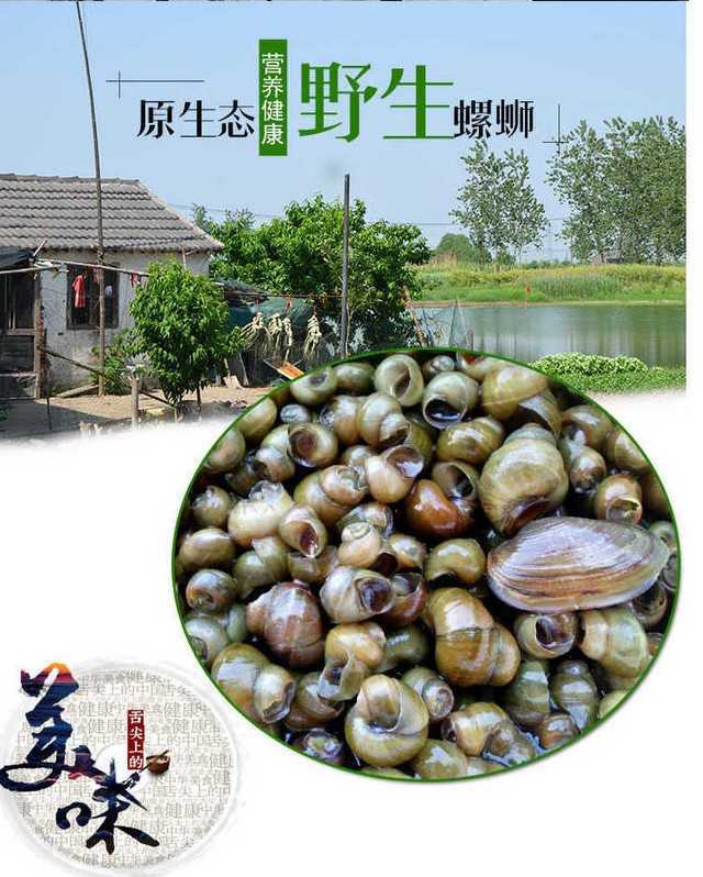  5斤顺丰包邮鲜活清水田螺现活体田螺现捞螺蛳鲜活发货？