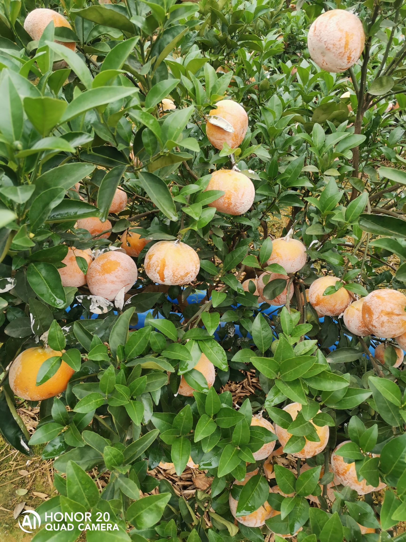 广西茂谷柑     个大皮薄肉厚多汁，崇左市扶绥县大型基地货