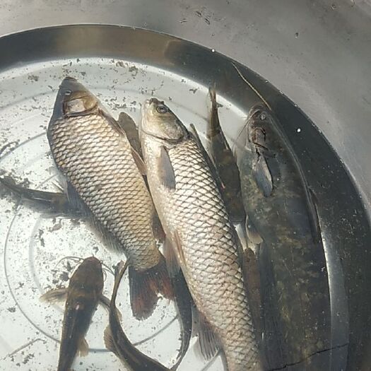朝阳县柳根鱼 鱼