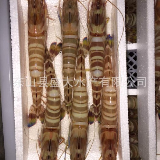 东山县斑节虾 竹节虾 来自深海  肉质紧实细腻