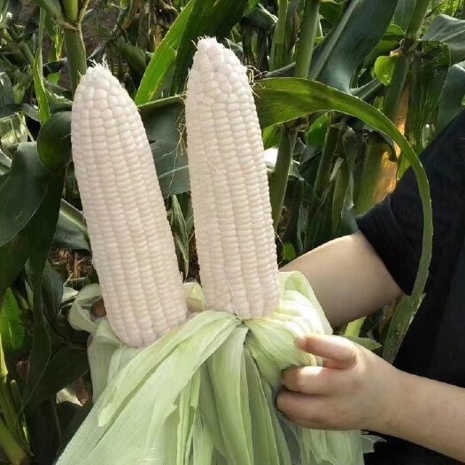 绵阳万糯188玉米种子甜糯玉米种子粘玉米种子大棒抗病好吃