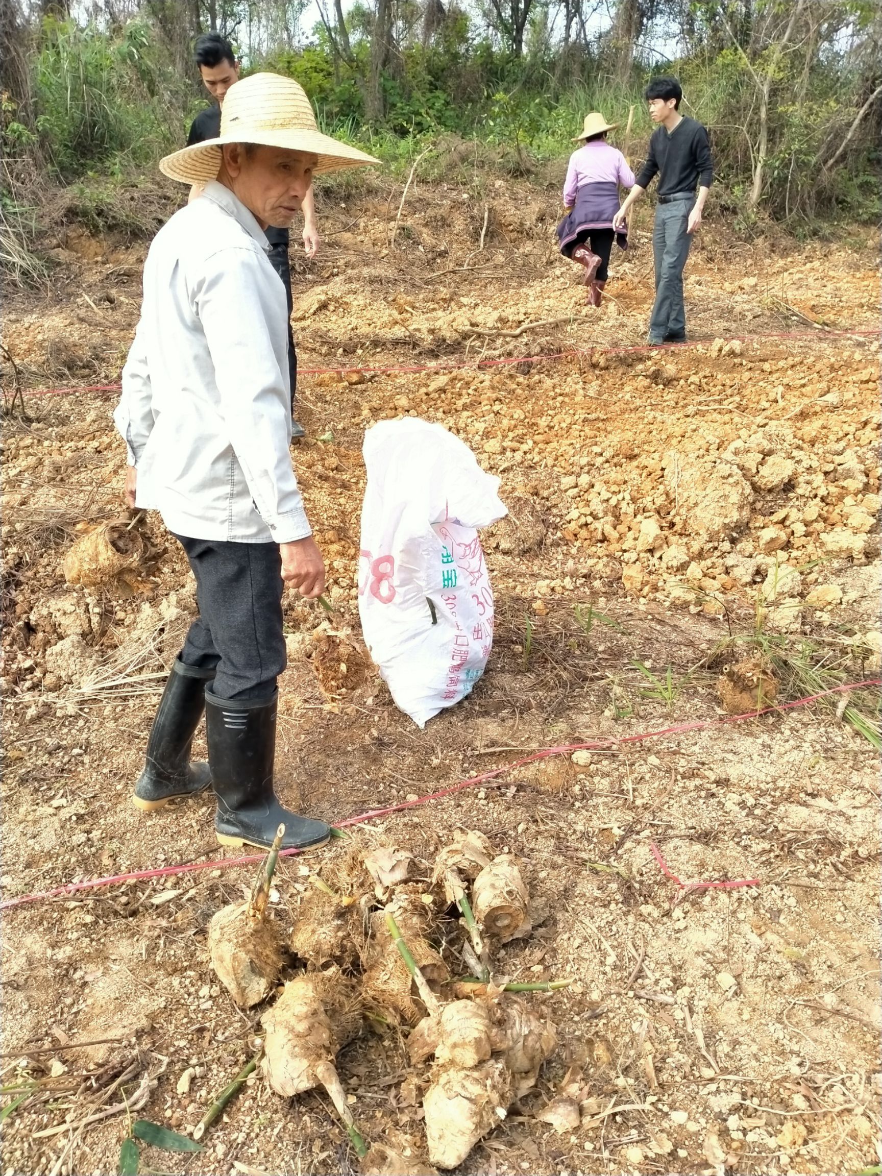 英德麻竹   竹中**
