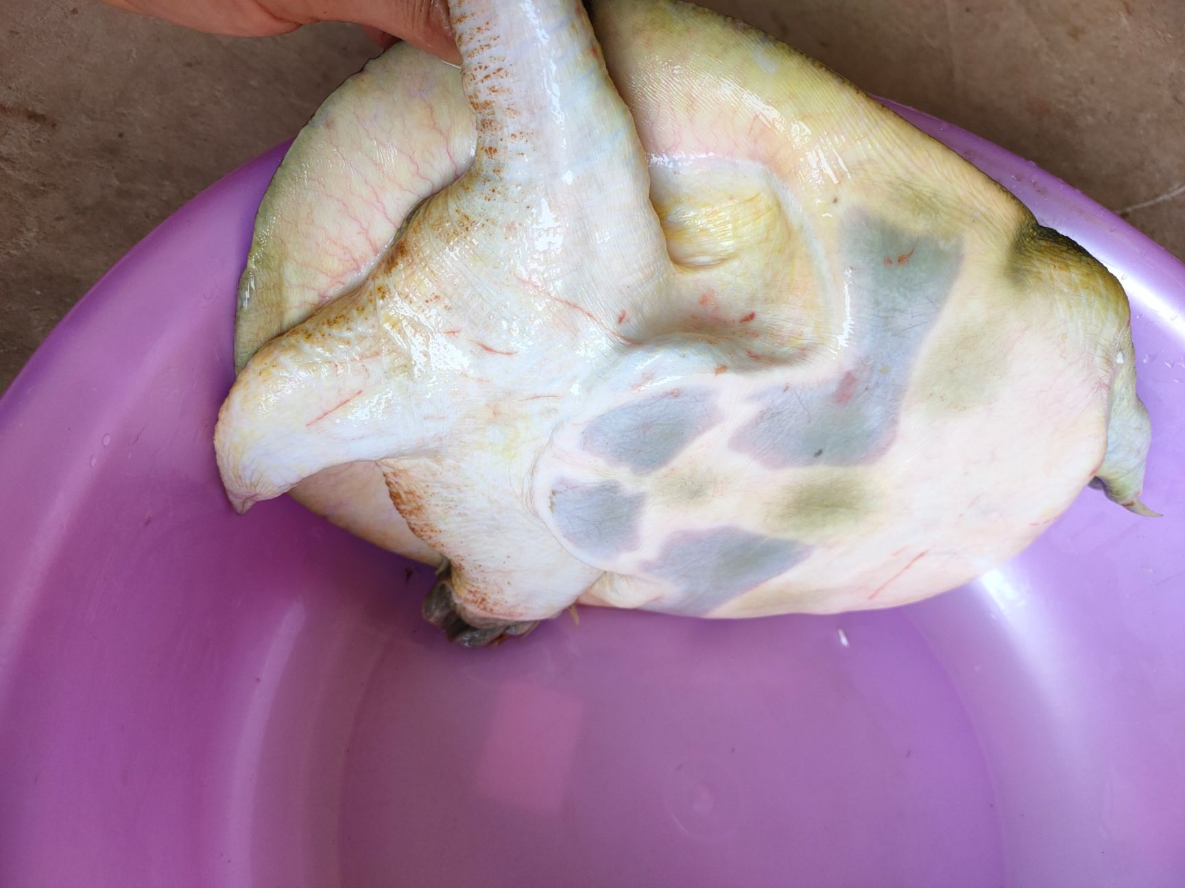 角鳖  甲鱼，