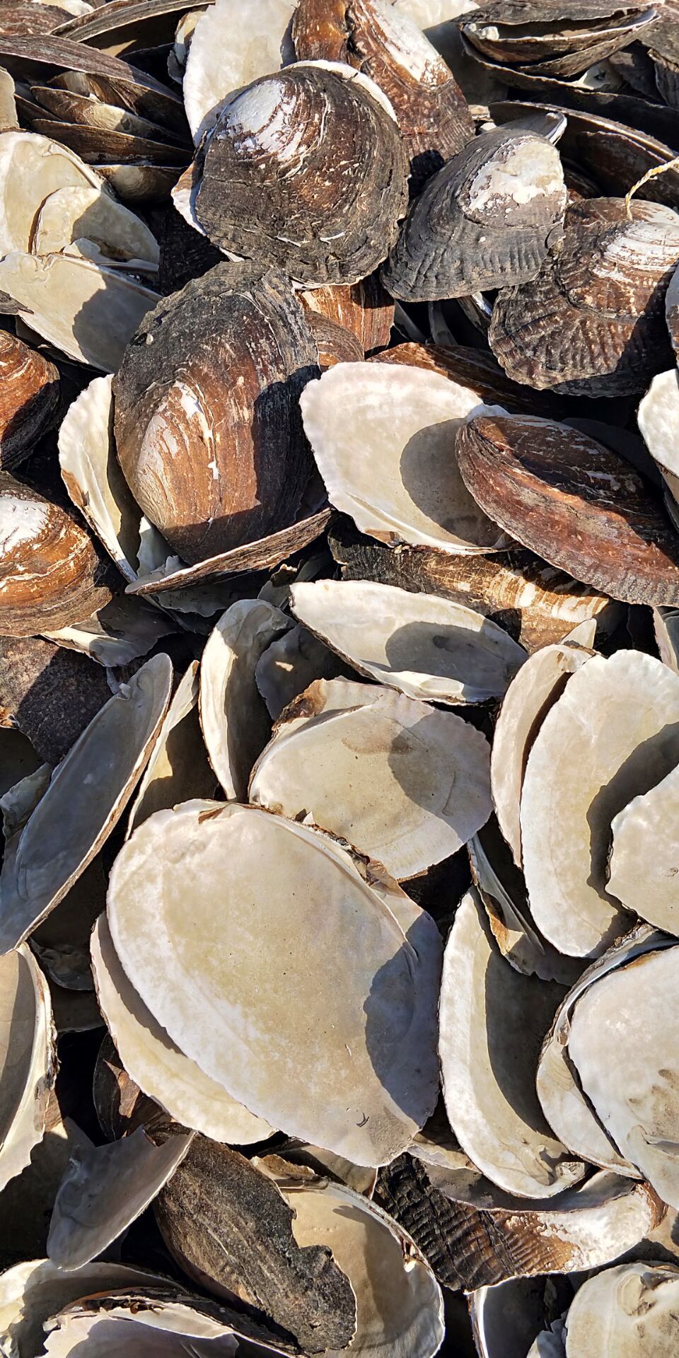 贝壳粉 珍珠贝壳珍珠蚌壳扣子