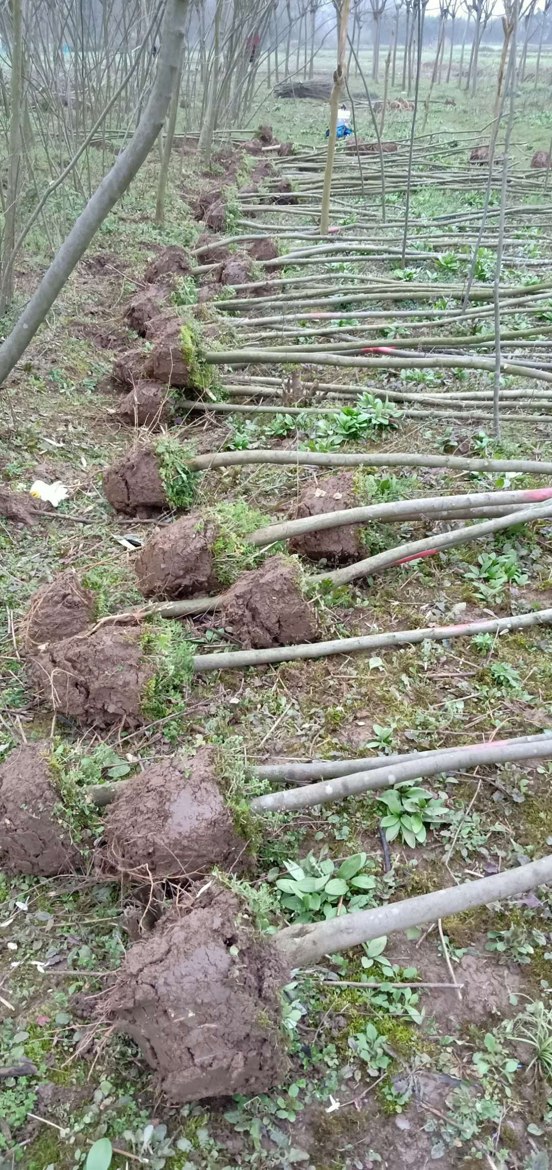 青檀树  青檀苗木