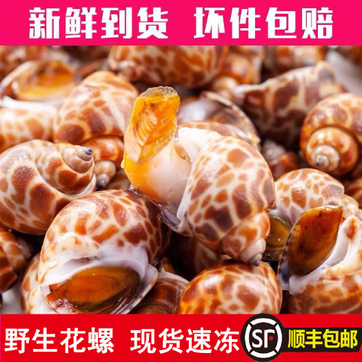 无锡顺丰包邮带箱花螺鲜活新鲜 大冷冻东风螺小海螺海鲜水产