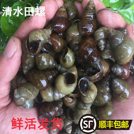无锡 5斤顺丰包邮鲜活清水田螺现活体田螺现捞螺蛳鲜活发货？