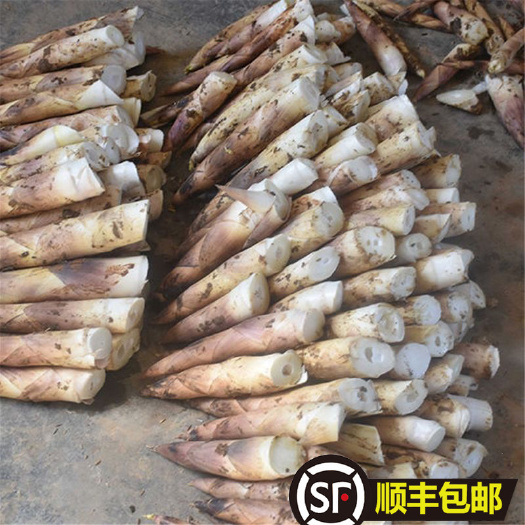 无锡5斤顺丰包邮临安竹笋新鲜春笋雷笋蔬菜类笋尖鲜嫩春笋现挖