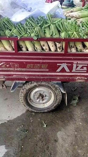 新野县青萝卜质量很好价格便宜欢迎老板们前来看样订货
