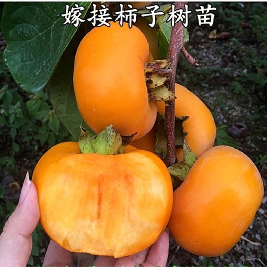 灵山县柿树苗  嫁接柿子苗日本无核特大脆甜柿子树苗地栽果树南北方种植当年结果
