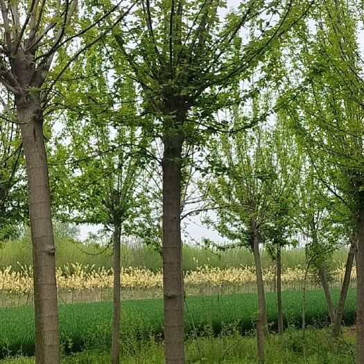 太康县复叶槭  10公分青叶复叶戚，12公分青叶复叶复