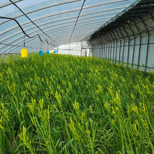 新泰市 黄花菜
