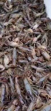 洪湖市龙虾苗 湖北省荆州市洪湖市 