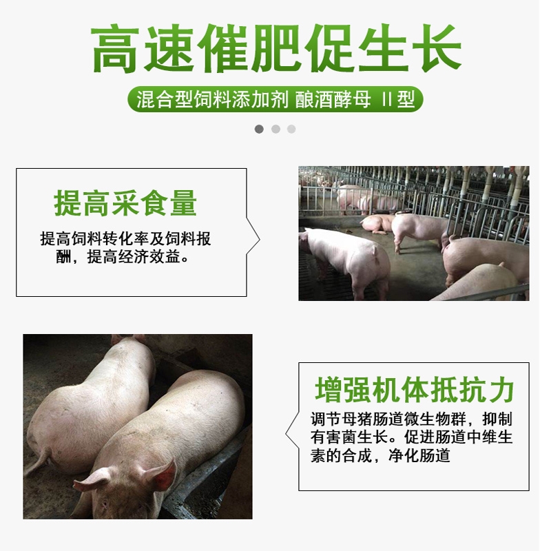 用了肥猪菜猪贪吃贪睡长肉快，无抗绿色产品！