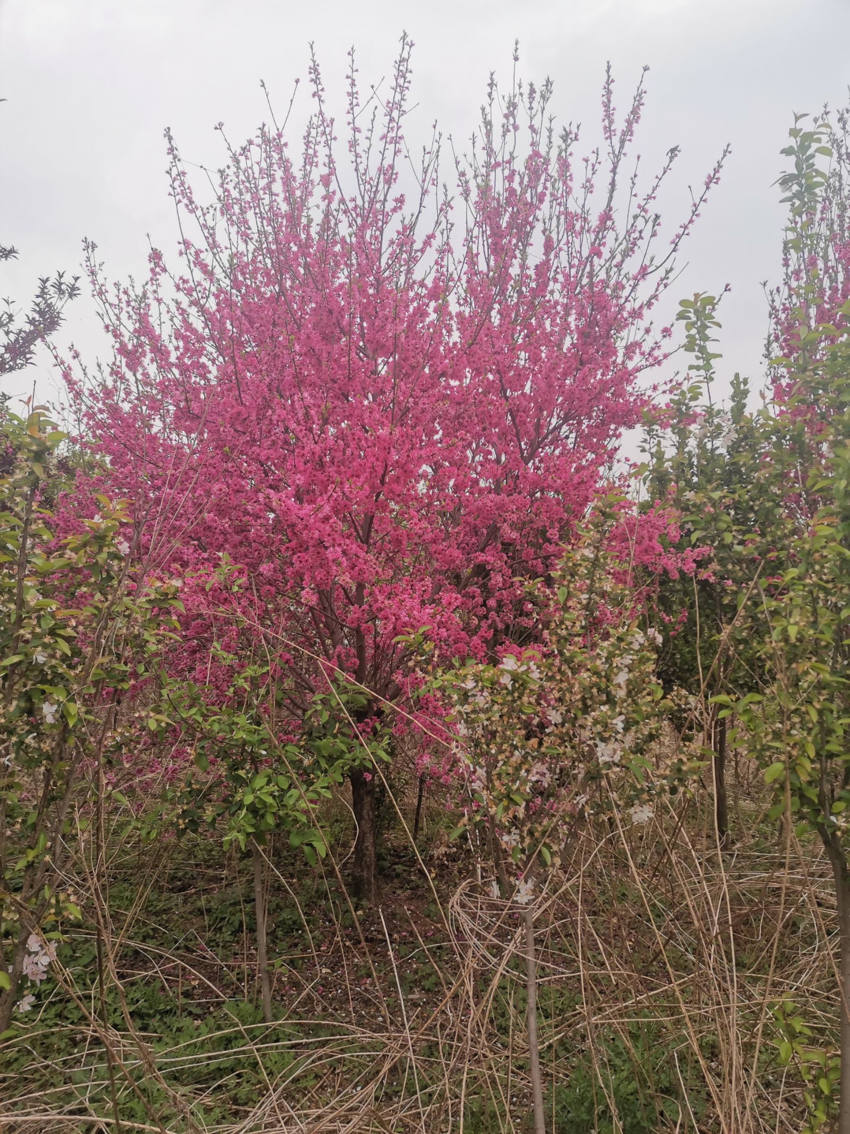 山东泰安@菊花碧桃@青藤苗木经营中心@欢迎进电咨询