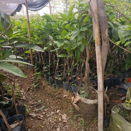 普宁市黑金刚莲雾苗 黑金刚