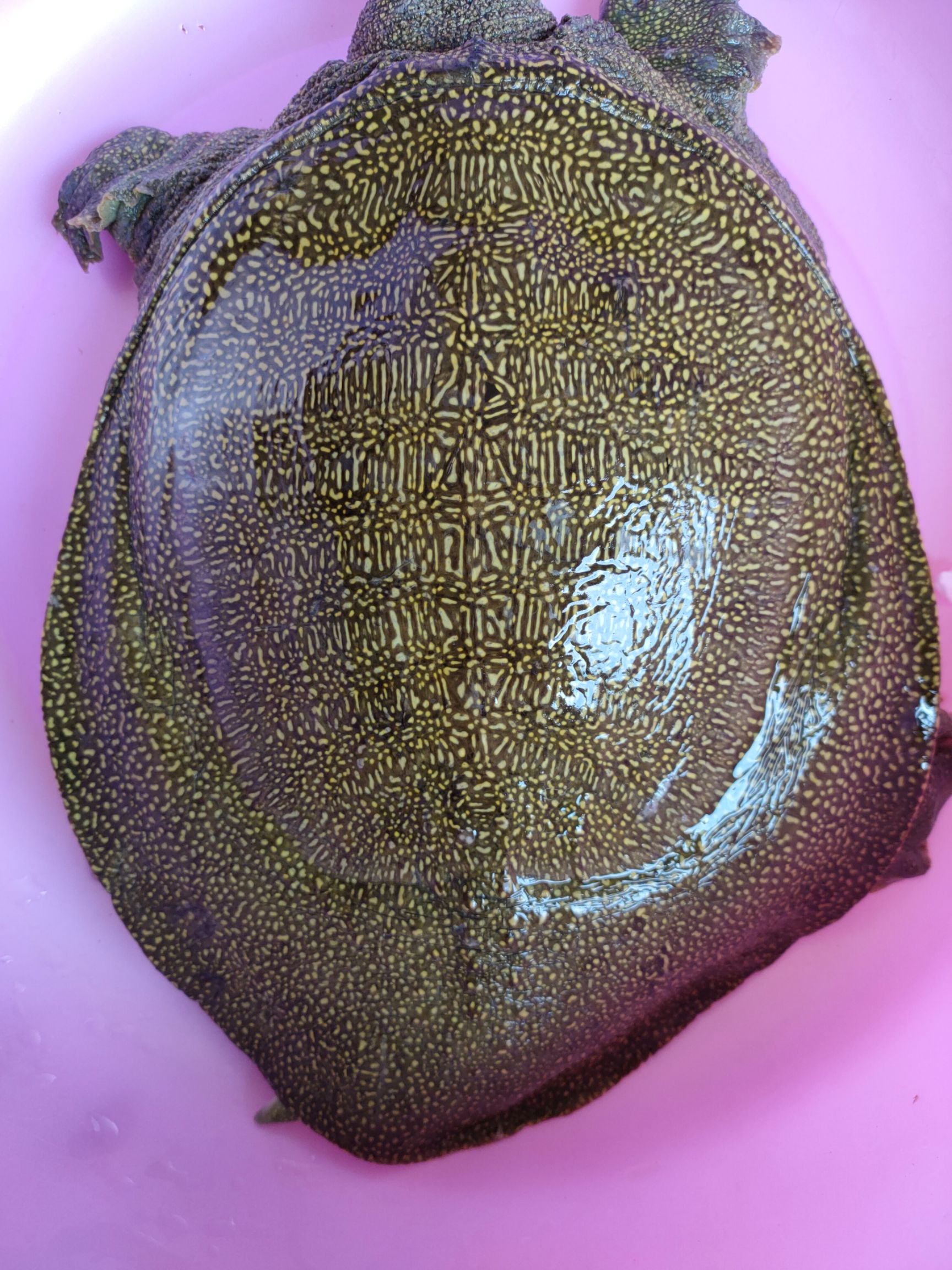 角鳖  甲鱼，