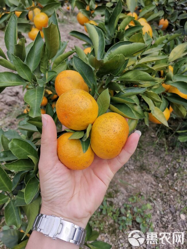 由良枝条，你喜欢的高纯度由良！