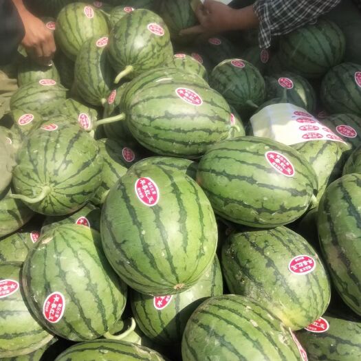砀山县早春红玉西瓜 早春红玉