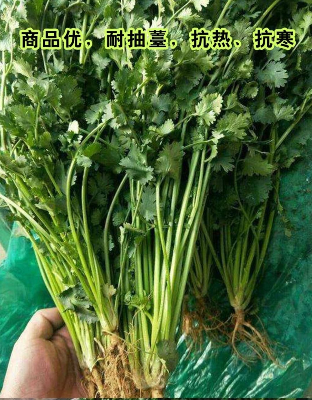 香菜种子  香芸香菜，意大利铁杆香菜，抗热耐寒，春夏秋可种