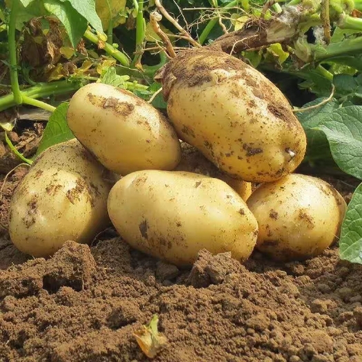 昆明新鲜土豆白皮沙心糯洋芋农家自种