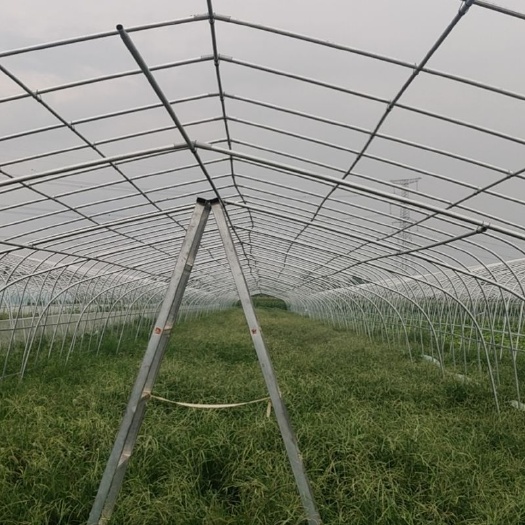 沭阳县种植大棚