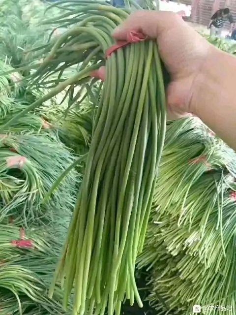 金鄉(xiāng)縣山東金鄉(xiāng)蒜薹、專業(yè)庫存、并且代發(fā)全國市場