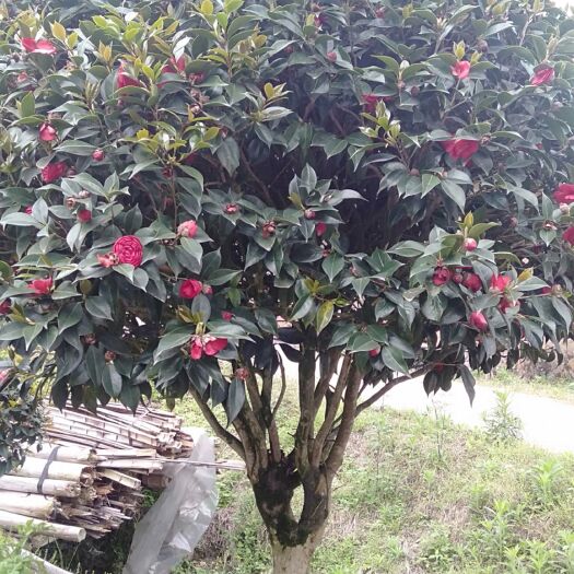 漳平市茶花 100~140cm 