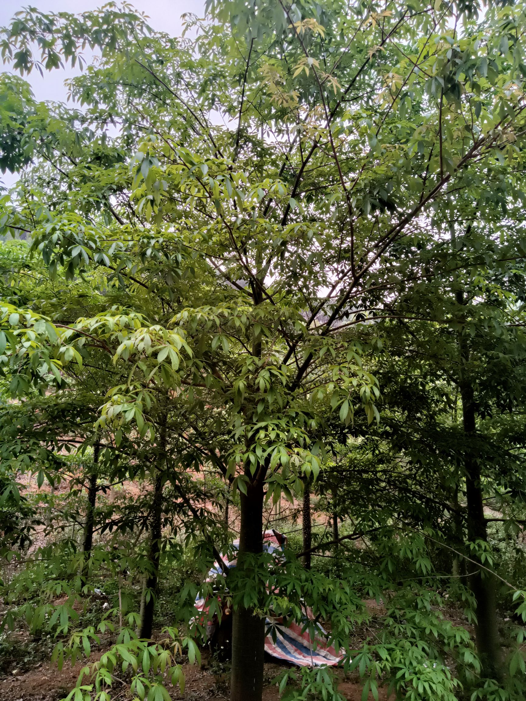 刺桂盆栽  粉花山扁、柚子树、澳洲火焰木、紫花风铃木、美丽木